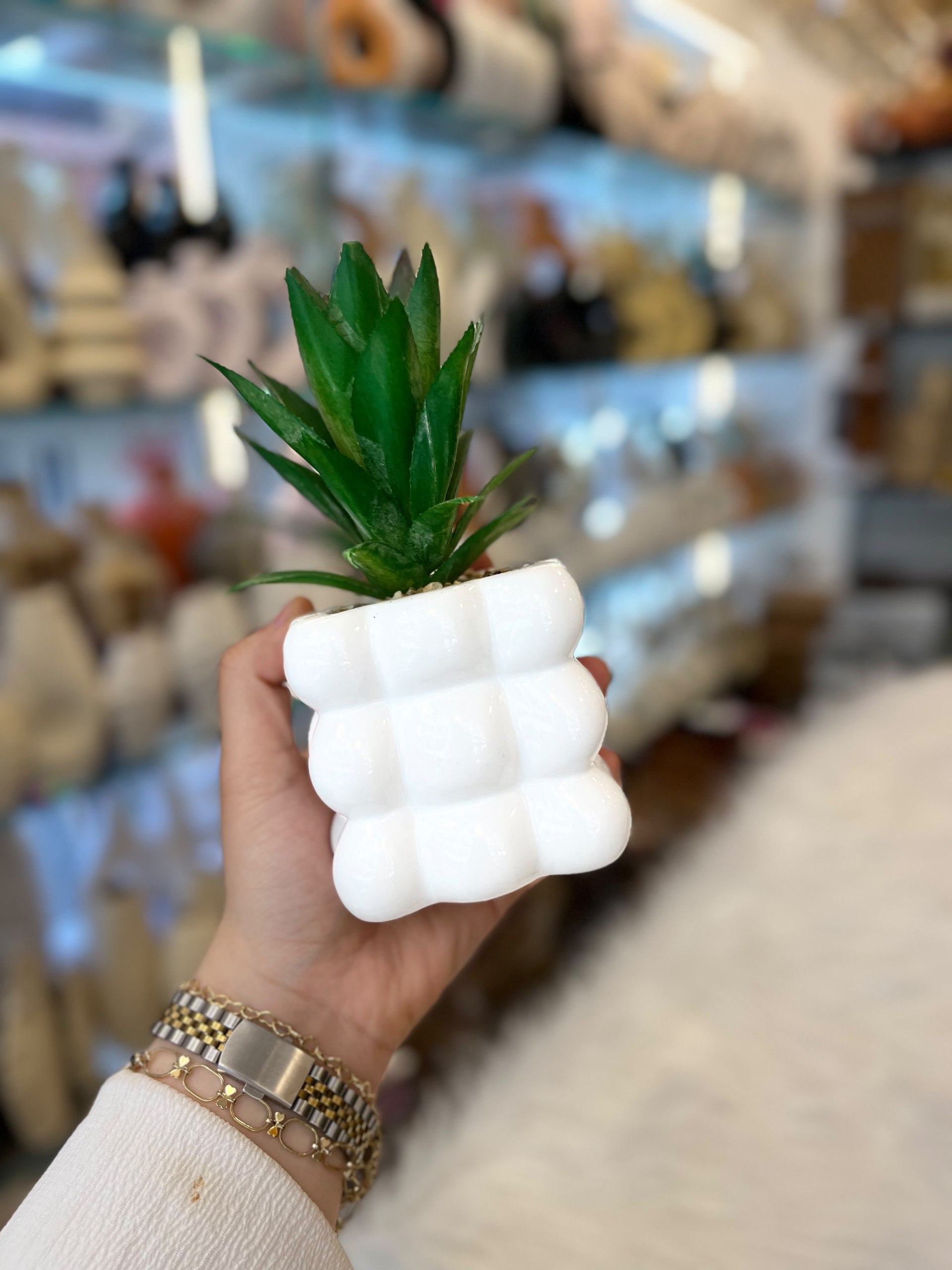 مقزمة صبارة بورسلين تحفةة ♥️🫣